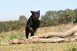 ROTTWEILER 142